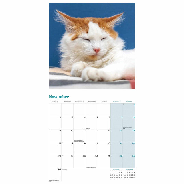 CarouselCalendars Rode Katten Kalender 2026