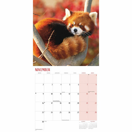 CarouselCalendars Rode Panda Kalender 2026