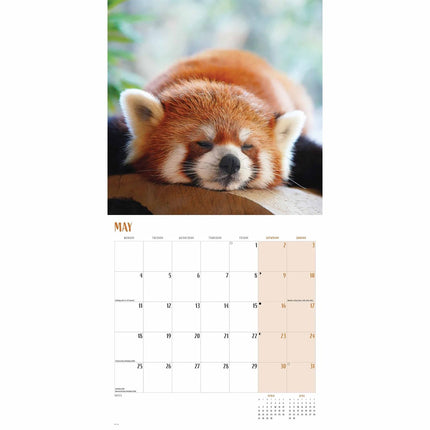 CarouselCalendars Rode Panda Kalender 2026