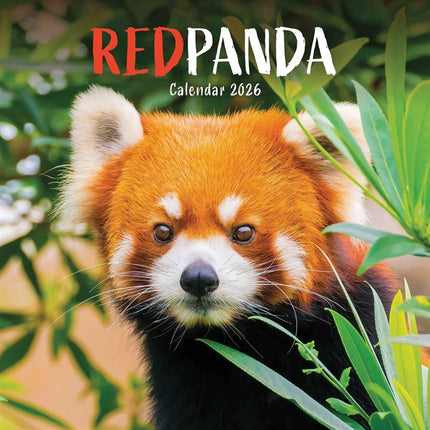 CarouselCalendars Rode Panda Kalender 2026