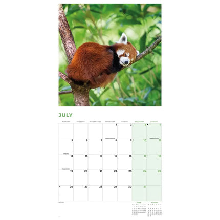 CarouselCalendars Rode Panda Kalender 2027