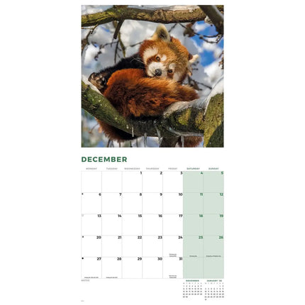 CarouselCalendars Rode Panda Kalender 2027