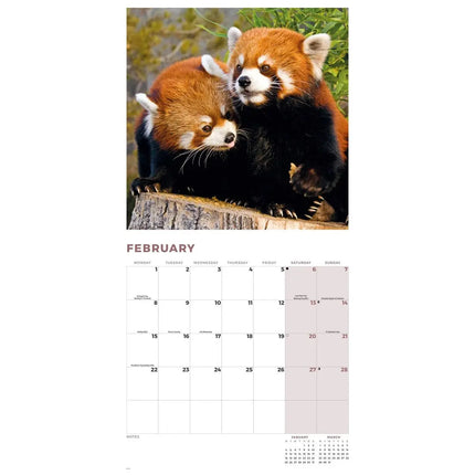 CarouselCalendars Rode Panda Kalender 2027