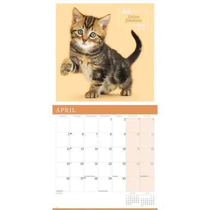 CarouselCalendars Schattige Katten Kalender 2027