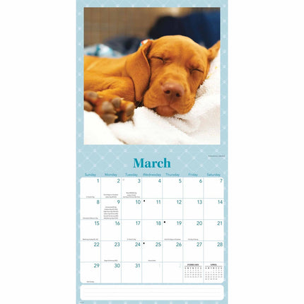CarouselCalendars Slapende Puppies Kalender 2026
