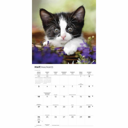 CarouselCalendars Tuxedo Katten Kalender 2026