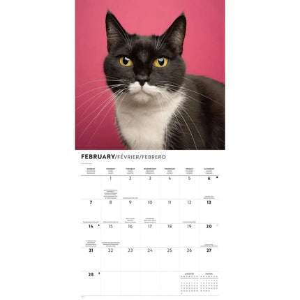 CarouselCalendars Tuxedo Katten Kalender 2027