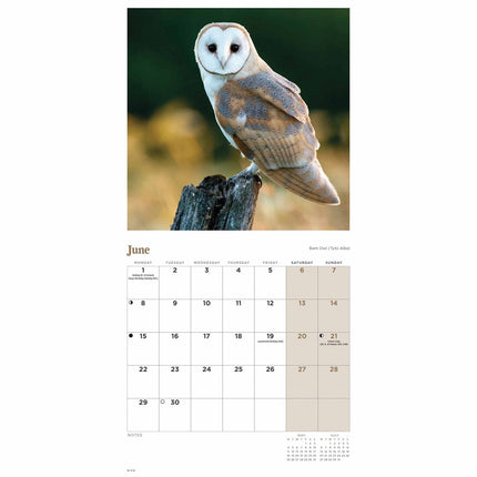 CarouselCalendars Uilen Kalender 2026 Mini