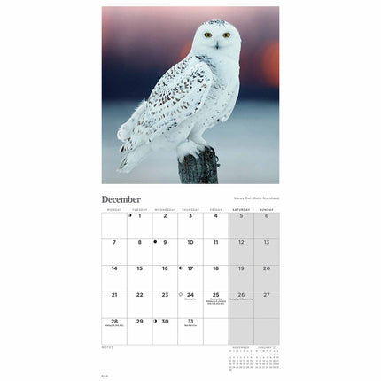 CarouselCalendars Uilen Kalender 2026 Mini