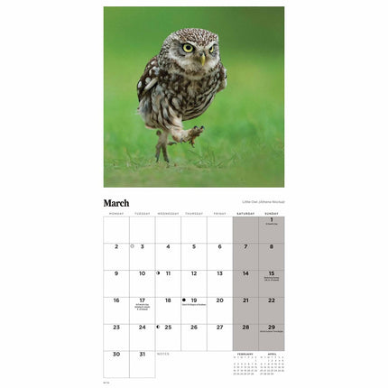 CarouselCalendars Uilen Kalender 2026 Mini
