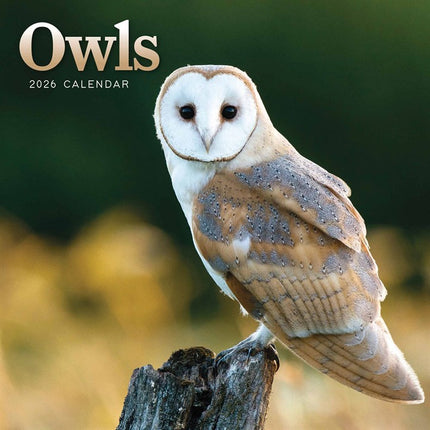 CarouselCalendars Uilen Kalender 2026 Mini