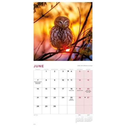 CarouselCalendars Uilen Kalender 2027 Mini