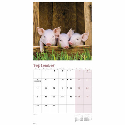 CarouselCalendars Varken Kalender 2026 Mini