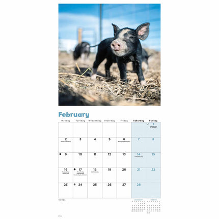 CarouselCalendars Varken Kalender 2026 Mini