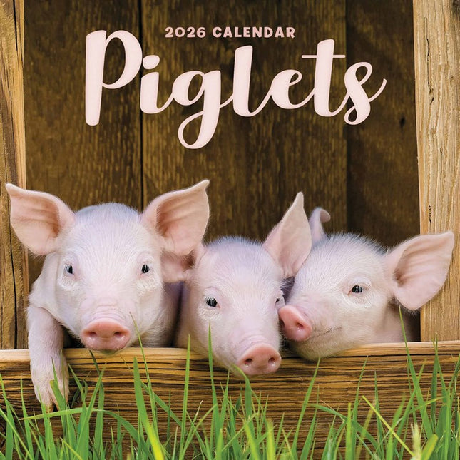 CarouselCalendars Varken Kalender 2026 Mini