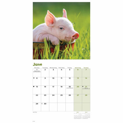 CarouselCalendars Varken Kalender 2027 Mini