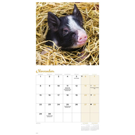 CarouselCalendars Varken Kalender 2027 Mini