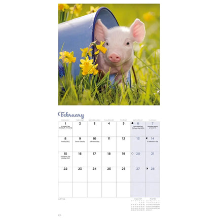 CarouselCalendars Varken Kalender 2027 Mini