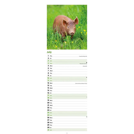 CarouselCalendars Varkens Kalender Slimline 2027