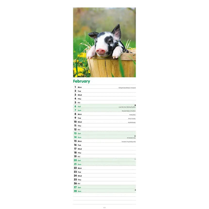 CarouselCalendars Varkens Kalender Slimline 2027