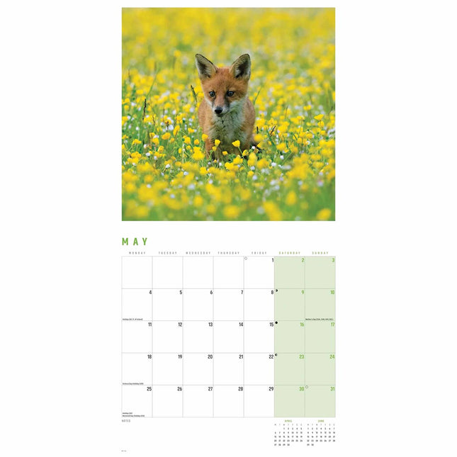 CarouselCalendars Vossen Kalender 2026