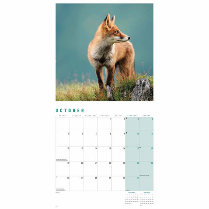 CarouselCalendars Vossen Kalender 2026