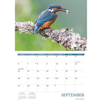 CarouselCalendars Wildlife Of Britain A4 Kalender 2027