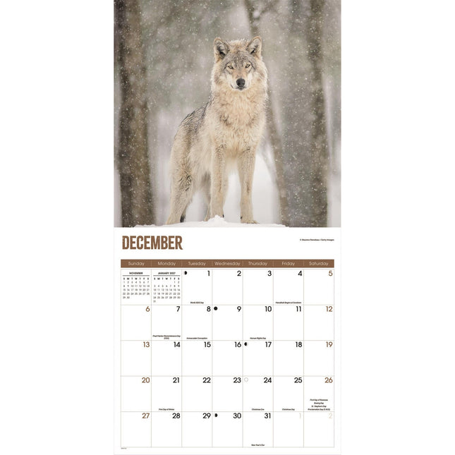 CarouselCalendars Wolven Kalender 2026