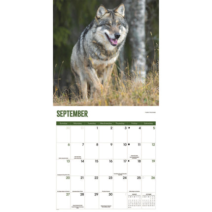 CarouselCalendars Wolven Kalender 2026