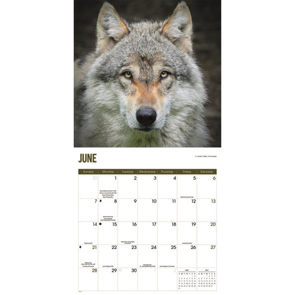 CarouselCalendars Wolven Kalender 2026