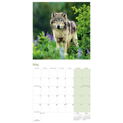CarouselCalendars Wolven Kalender 2027