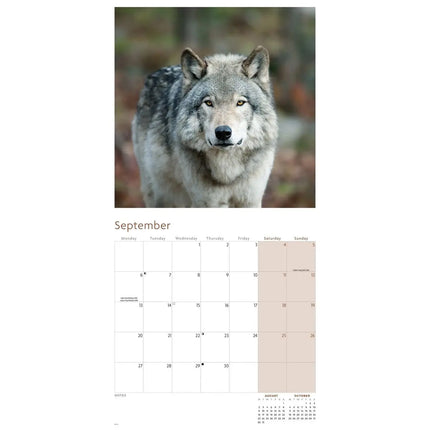 CarouselCalendars Wolven Kalender 2027