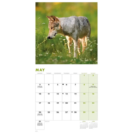 CarouselCalendars Wolven Kalender 2027 Mini