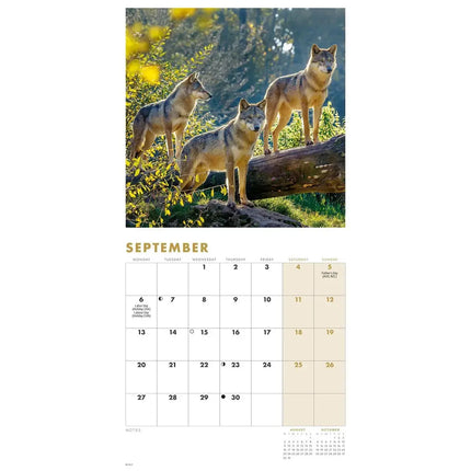 CarouselCalendars Wolven Kalender 2027 Mini