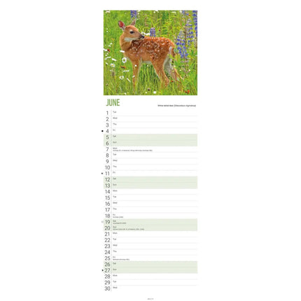 CarouselCalendars WWF Baby Animals Slimline Kalender 2027
