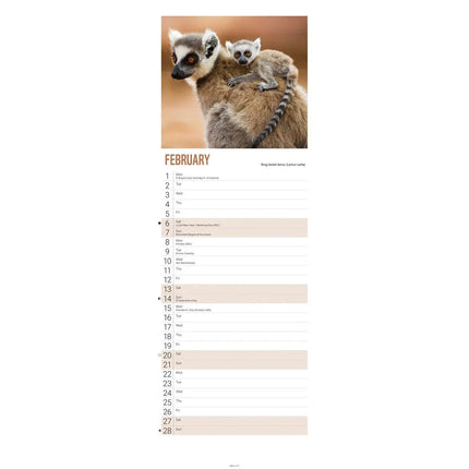 CarouselCalendars WWF Baby Animals Slimline Kalender 2027