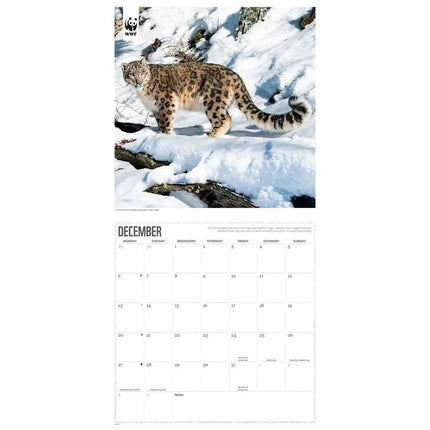 CarouselCalendars WWF Big Cats Kalender 2027