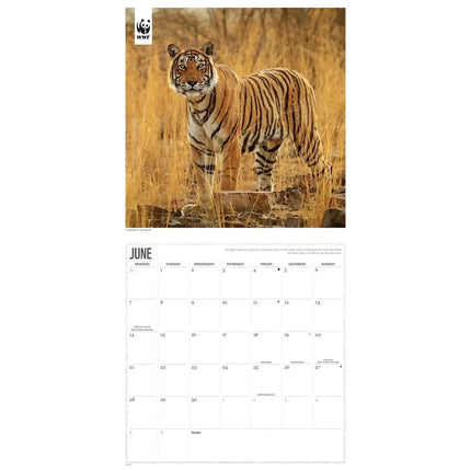 CarouselCalendars WWF Big Cats Kalender 2027