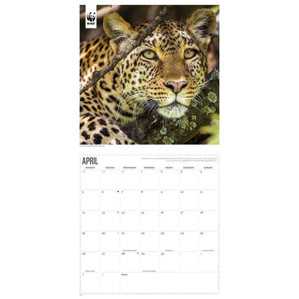 CarouselCalendars WWF Big Cats Kalender 2027