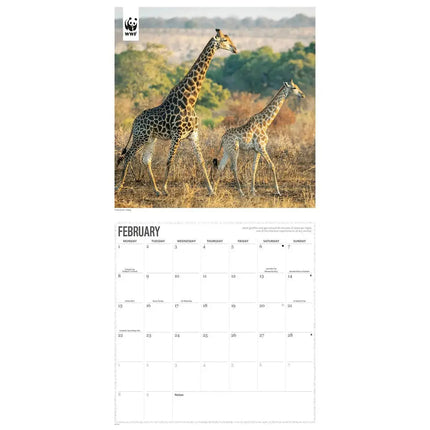 CarouselCalendars WWF Giraffe Kalender 2027