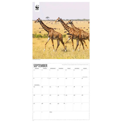 CarouselCalendars WWF Giraffe Kalender 2027