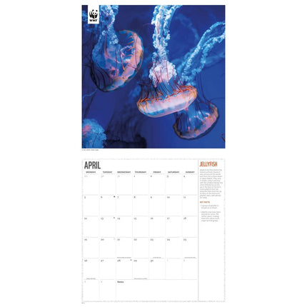 CarouselCalendars WWF Oceans Kalender 2027
