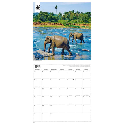 CarouselCalendars WWF Olifanten Kalender 2027