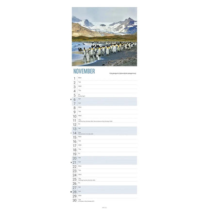 CarouselCalendars WWF Penguins Slimline Kalender 2027