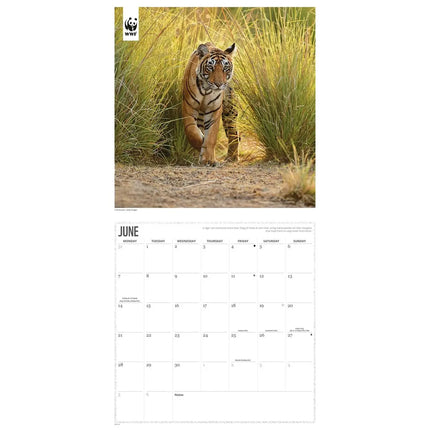 CarouselCalendars WWF Tijger Kalender 2027