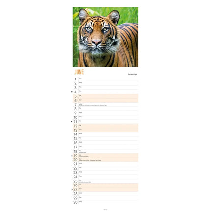 CarouselCalendars WWF Tijger Kalender 2027 Slimline