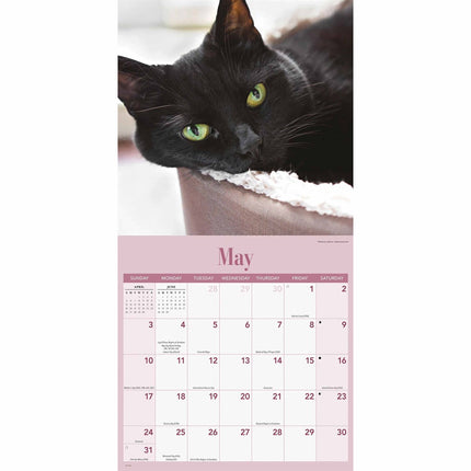 CarouselCalendars Zwarte Katten Kalender 2026