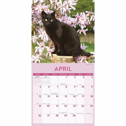 CarouselCalendars Zwarte Katten Kalender 2026