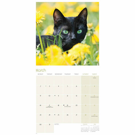 CarouselCalendars Zwarte Katten Kalender 2027