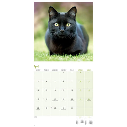 CarouselCalendars Zwarte Katten Kalender 2027